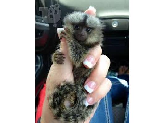 PoulaTo: Marmosets Monkeys Διαθέσιμα τώρα